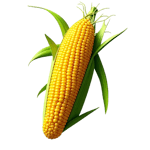 견과류 및 씨앗