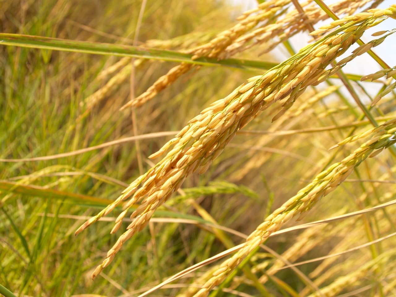 Planta de Arroz Paddy (Pixabay / Domínio Público)