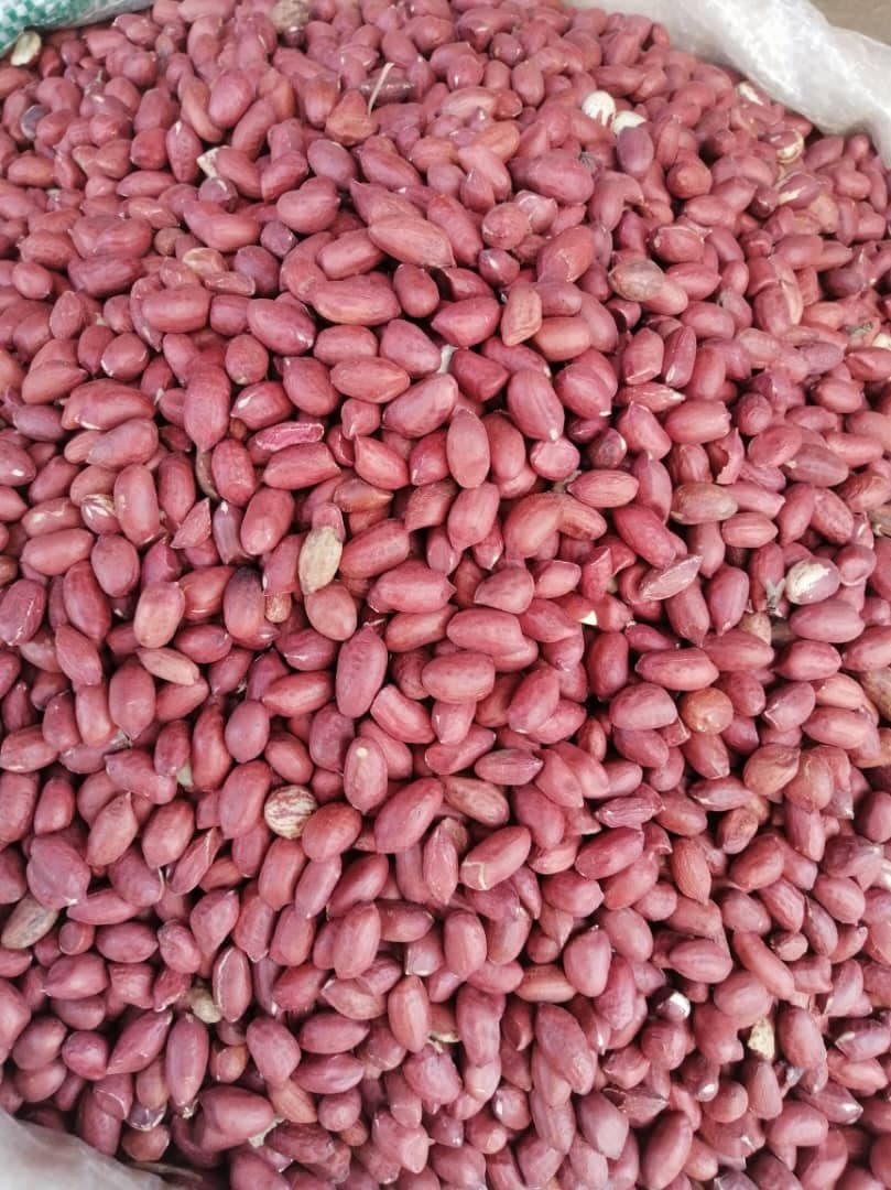 Kacang Tanah Merah (Sahel Agri-Sol / Adalidda / Domain Publik)