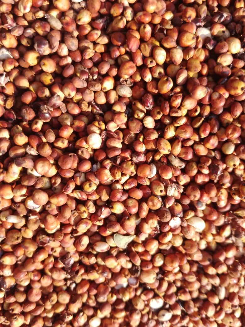 Red Sorghum (Sahel Agri-Sol / Adalidda / Public Domain)