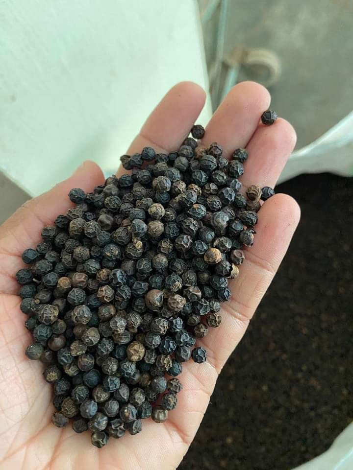 Pieprz czarny. Pochodzenie: Indie (źródło: Adalidda / Domena publiczna)