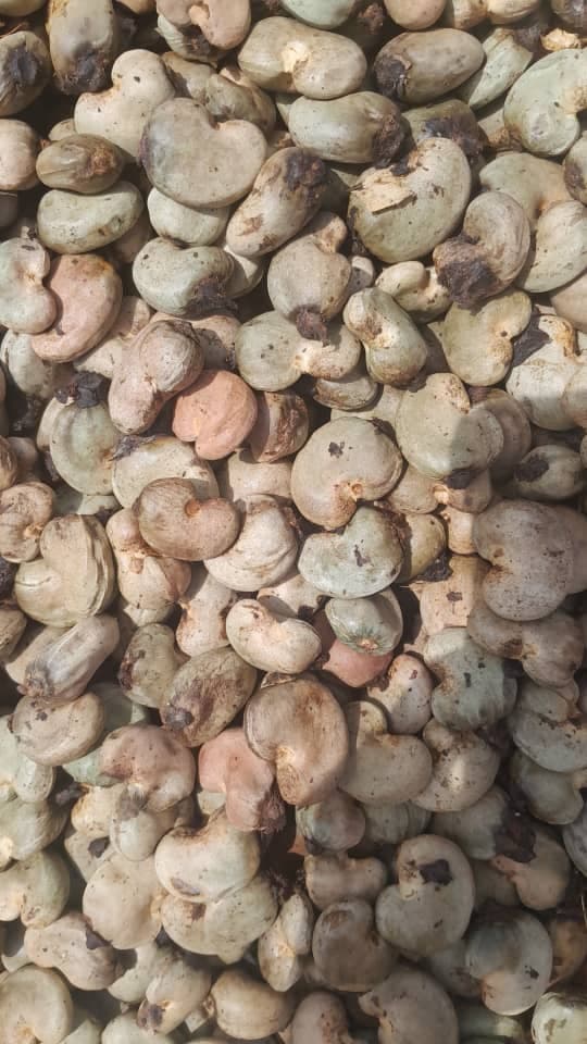Kacang mete mentah (kredit: Sahel Agri-Sol / Adalidda / Domain publik)