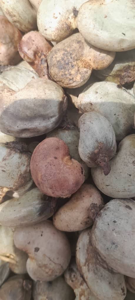 Kacang mete mentah (kredit: Sahel Agri-Sol / Adalidda / Domain publik)