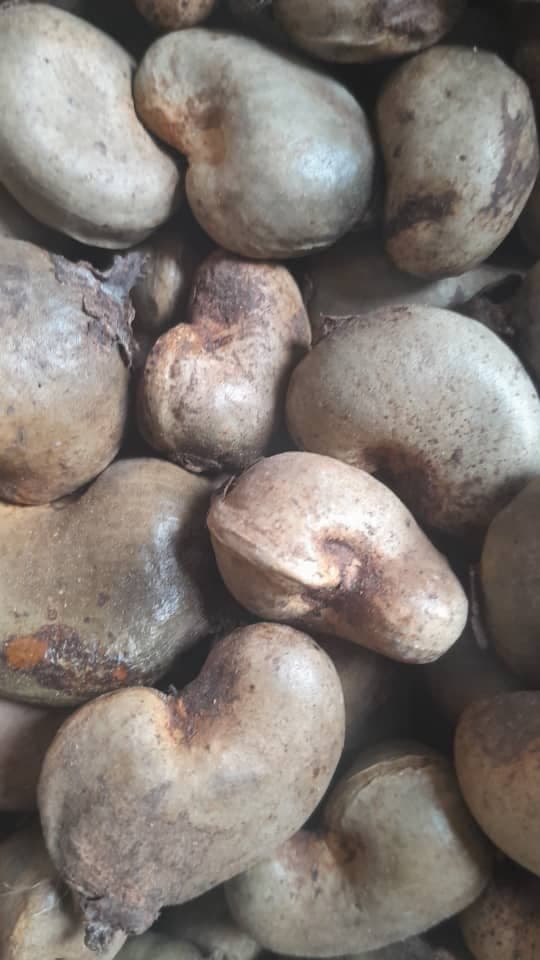 Kacang mete mentah (kredit: Sahel Agri-Sol / Adalidda / Domain publik)