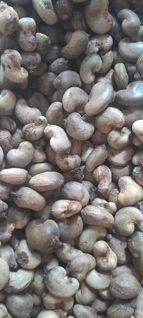 Kacang mete mentah (kredit: Sahel Agri-Sol / Adalidda / Domain publik)