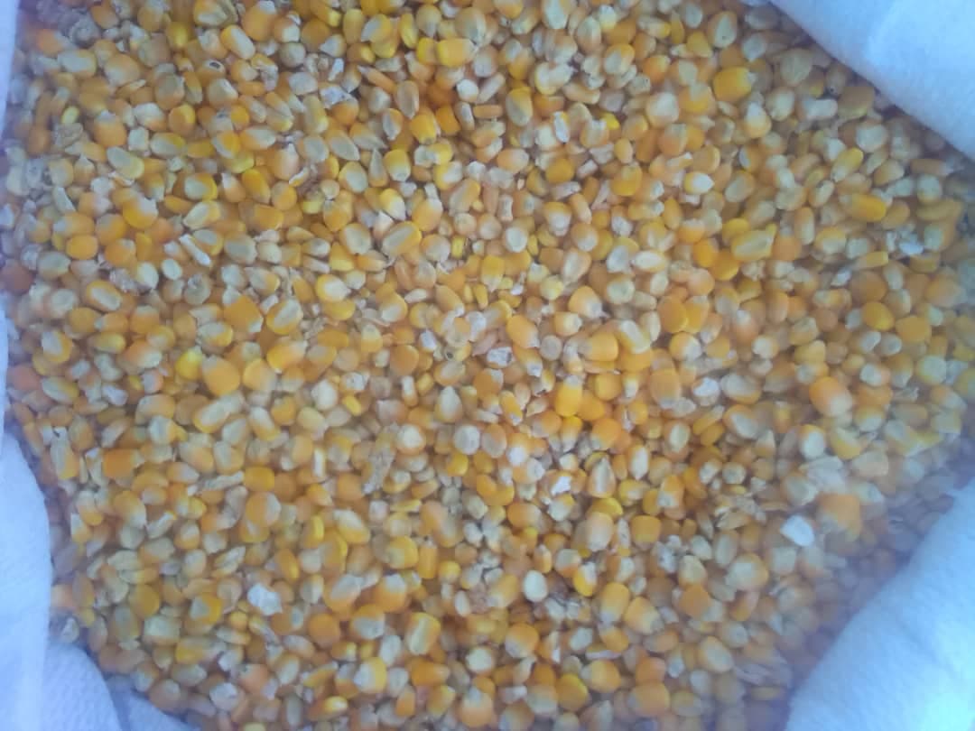 மஞ்சள் சோளம் (கிரெடிட்: Sahel Agri-Sol / Adalidda / பொது டொமைன்)