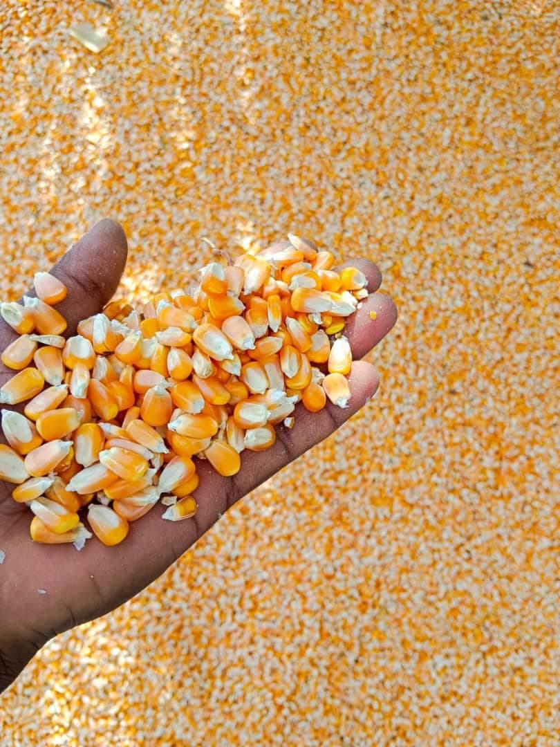 사료용 옥수수 (Adalidda / Adalidda / 퍼블릭 도메인)