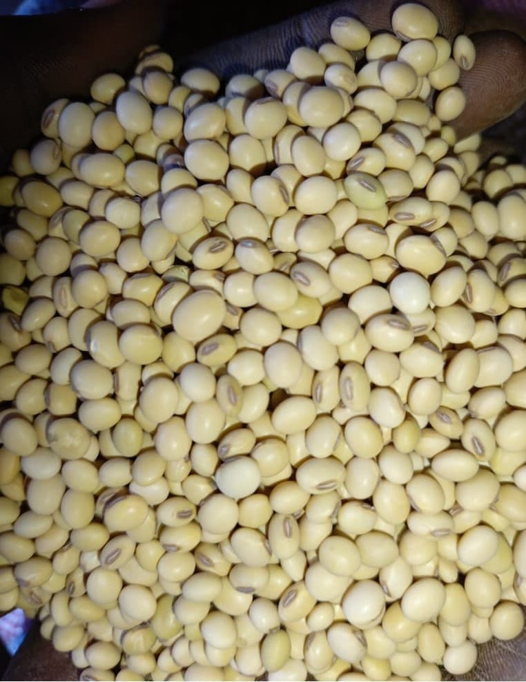 프리미엄 비유전자변형 대두 곡물 공급: 식·음료·화장품 혁신 및 지속 가능한 파트너십