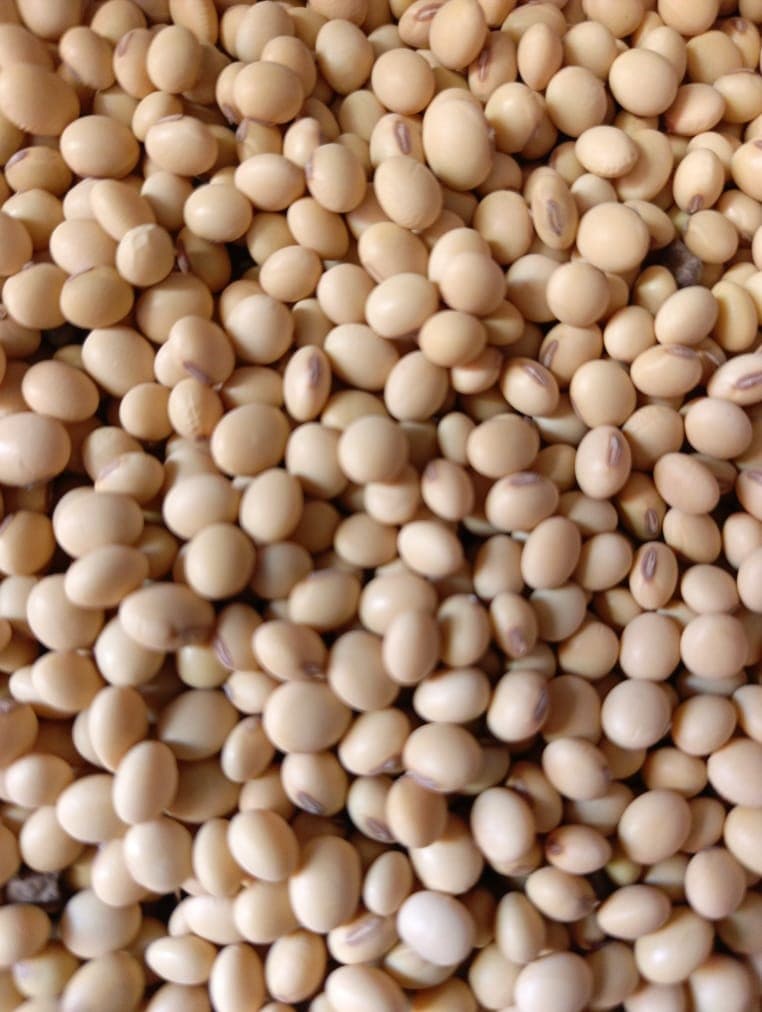 대두 곡물 (Sahel Agri-Sol / Adalidda / 퍼블릭 도메인)