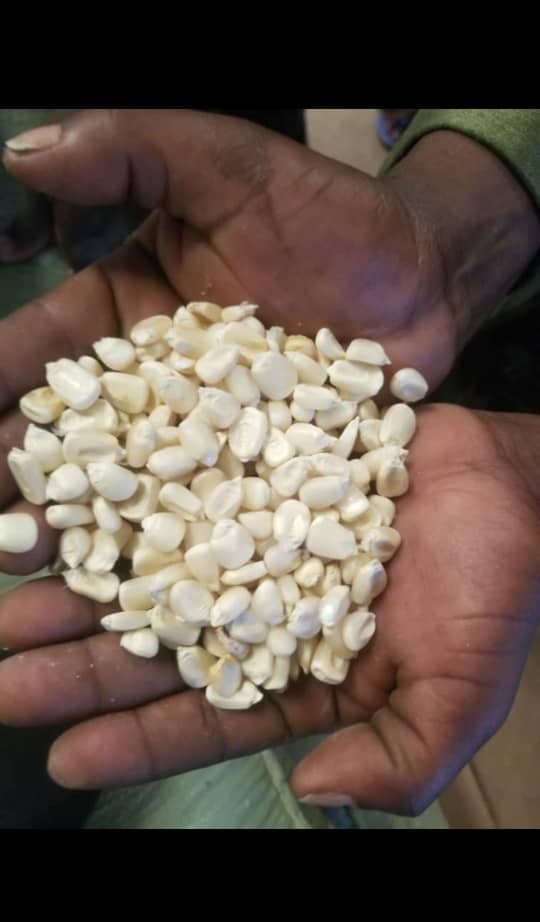 வெள்ளை சோளம் (கிரெடிட்: Sahel Agri-Sol / Adalidda / பொது டொமைன்)