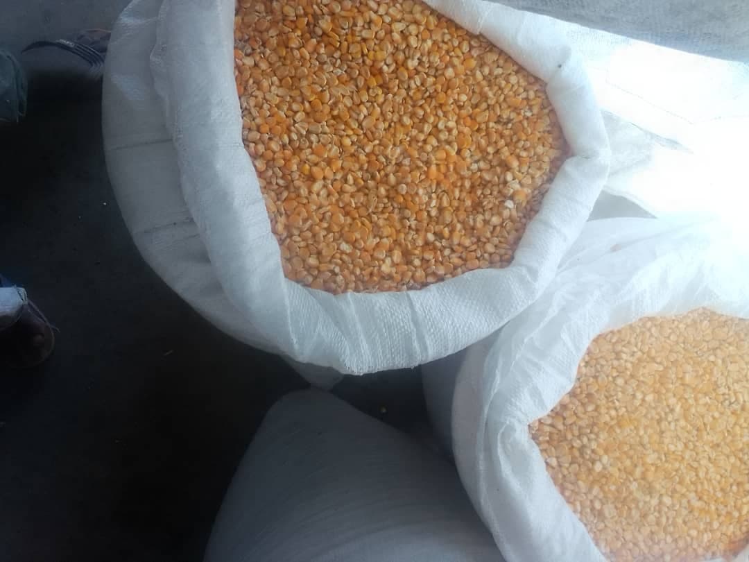 மஞ்சள் சோளம் (கிரெடிட்: Sahel Agri-Sol / Adalidda / பொது டொமைன்)