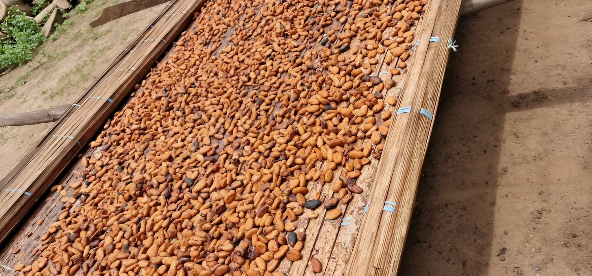 Granos de cacao (Adalidda – dominio público)