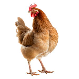 Protéine animale