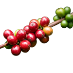 Café et Thé